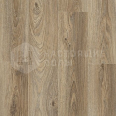 62001420 Дуб Берлин